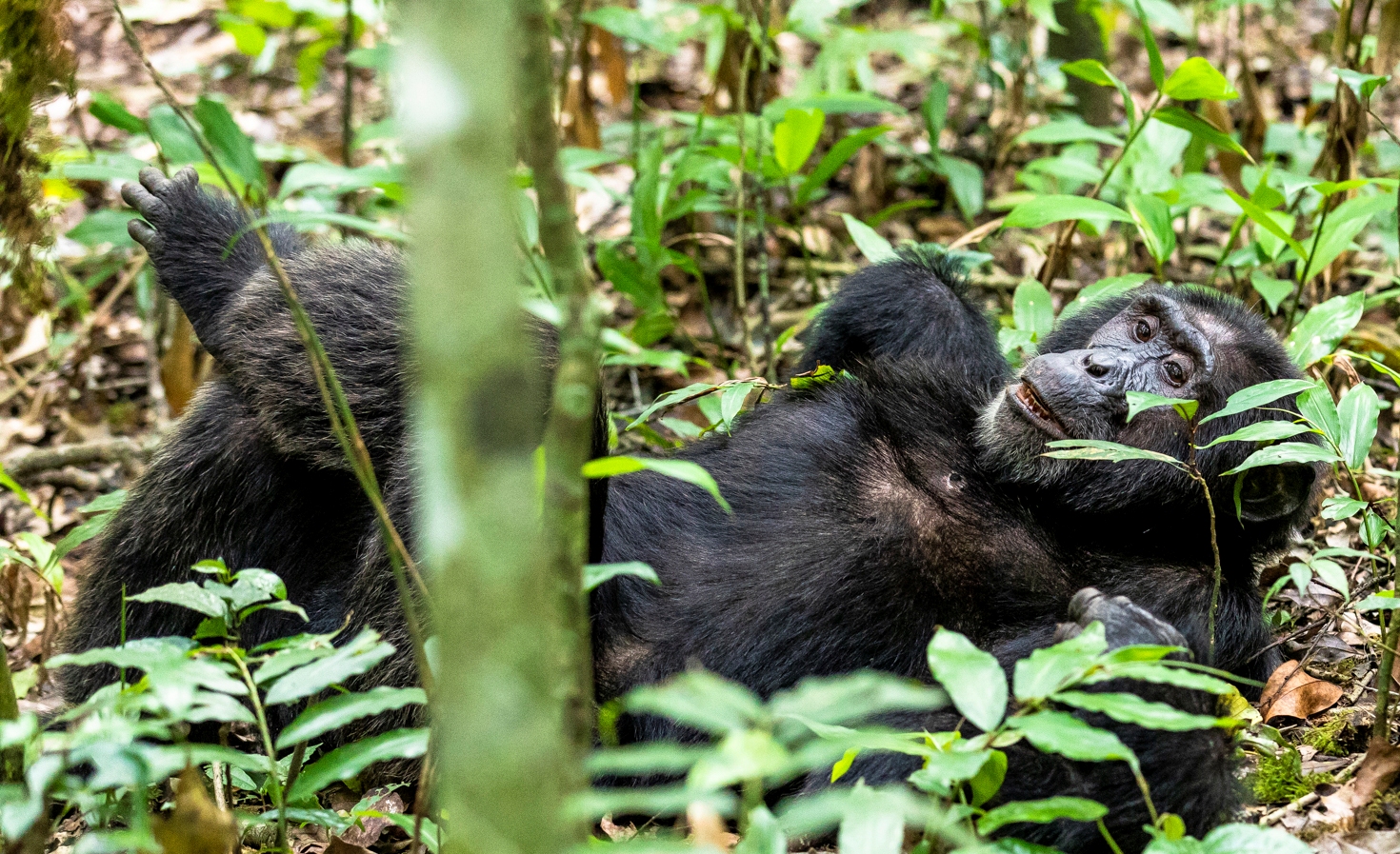 Relaxed Alpha male chimpanzee