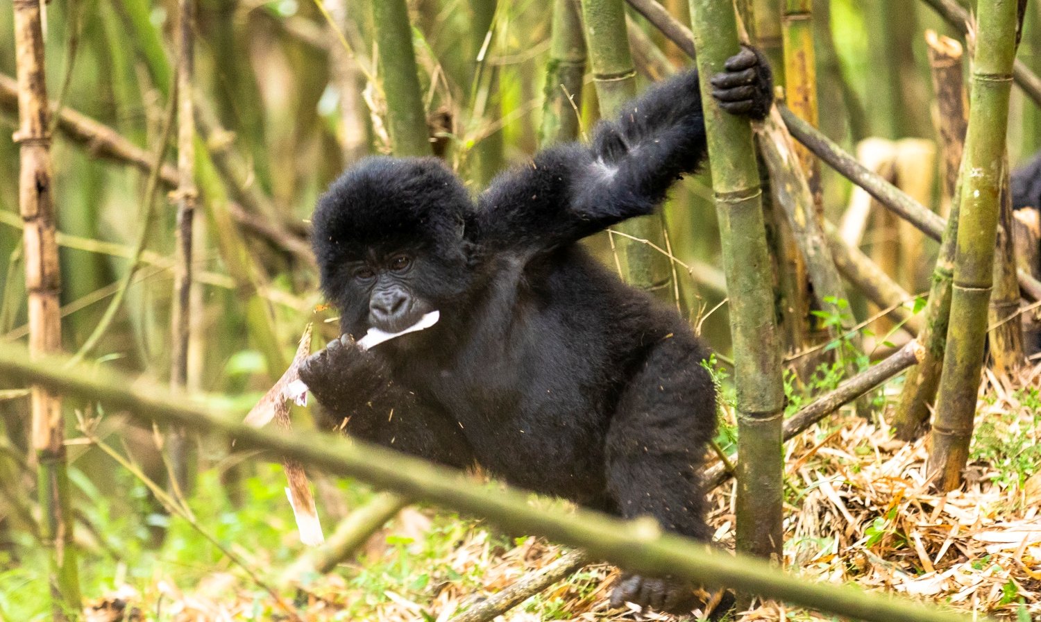 Baby gorilla in Mgahinga Uganda